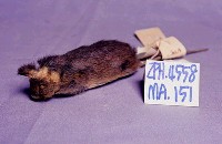 Formosan Field Mouse Collection Image, Figure 2, Total 18 Figures